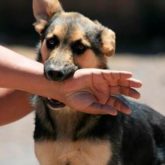 El Mejor Bufete Jurídico de Abogados en Español Especializados en Lesiones por Mordidas de Perro o Mascotas en National City California
